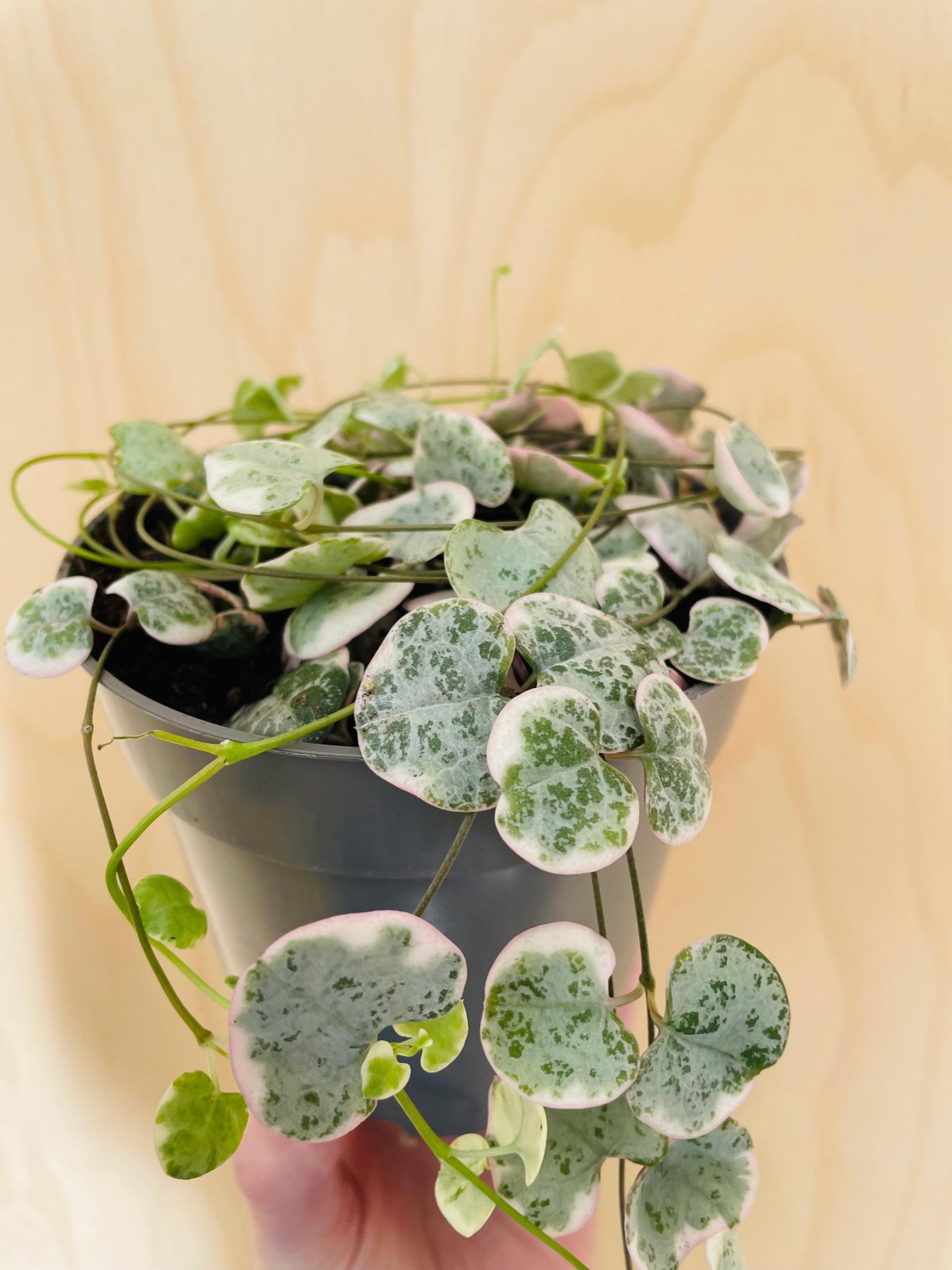 Ceropegia Woodii Variegata