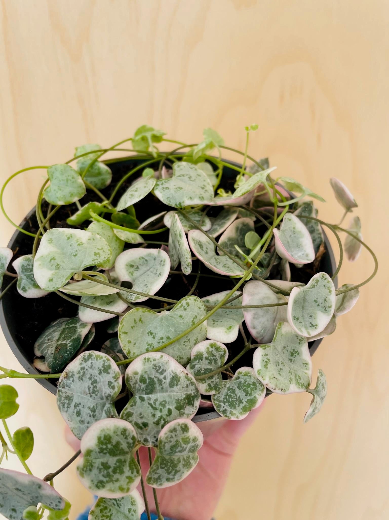 Ceropegia Woodii Variegata