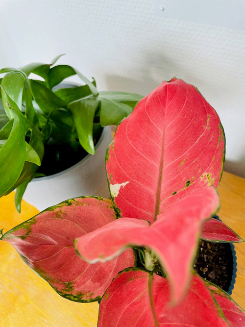 Aglaonema Pink Star