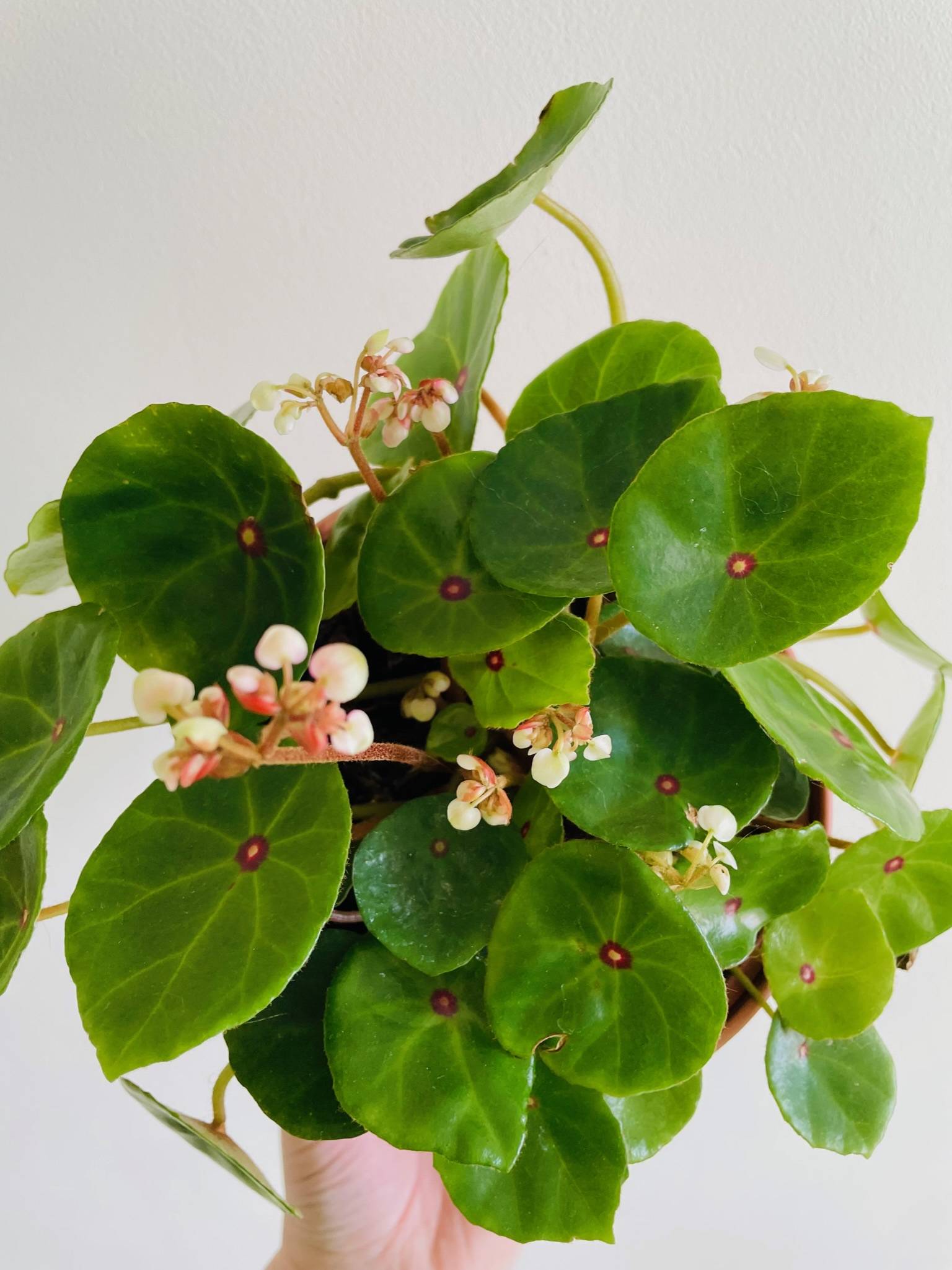 Begonia Conchifolia (Bull's Eye)
