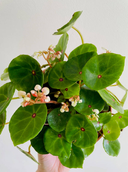Begonia Conchifolia (Bull's Eye)