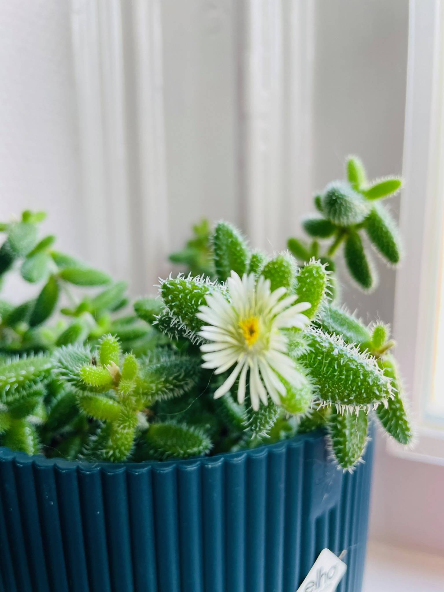 Delosperma Echinatum (augurkenplantje)