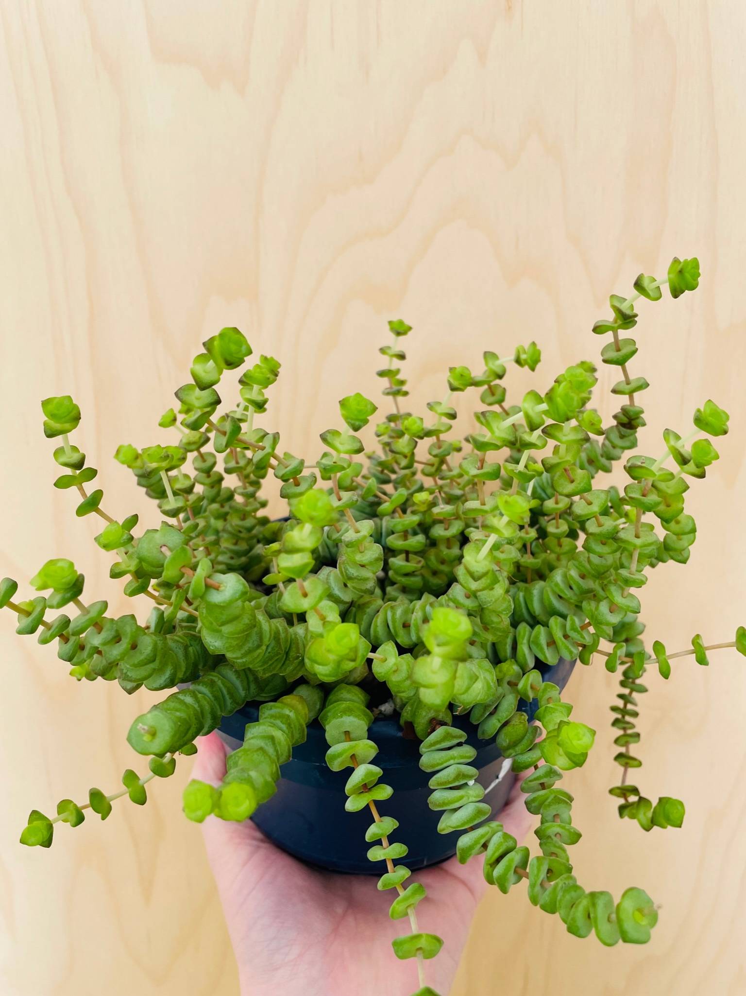 Crassula Marnieriana 'Hottentot'