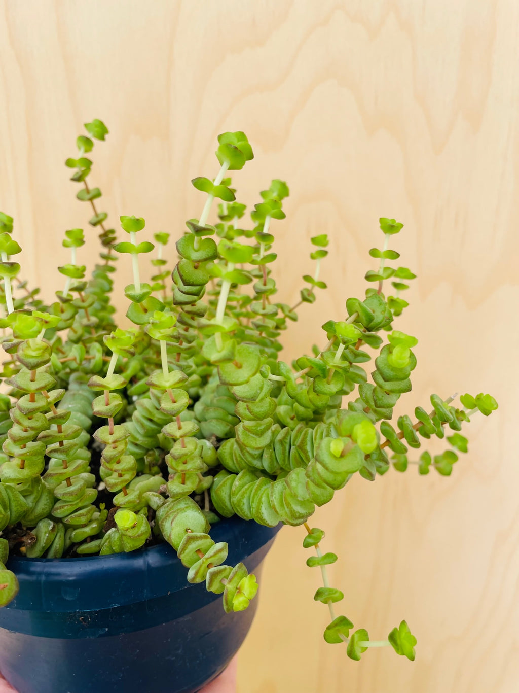 Crassula Marnieriana 'Hottentot'