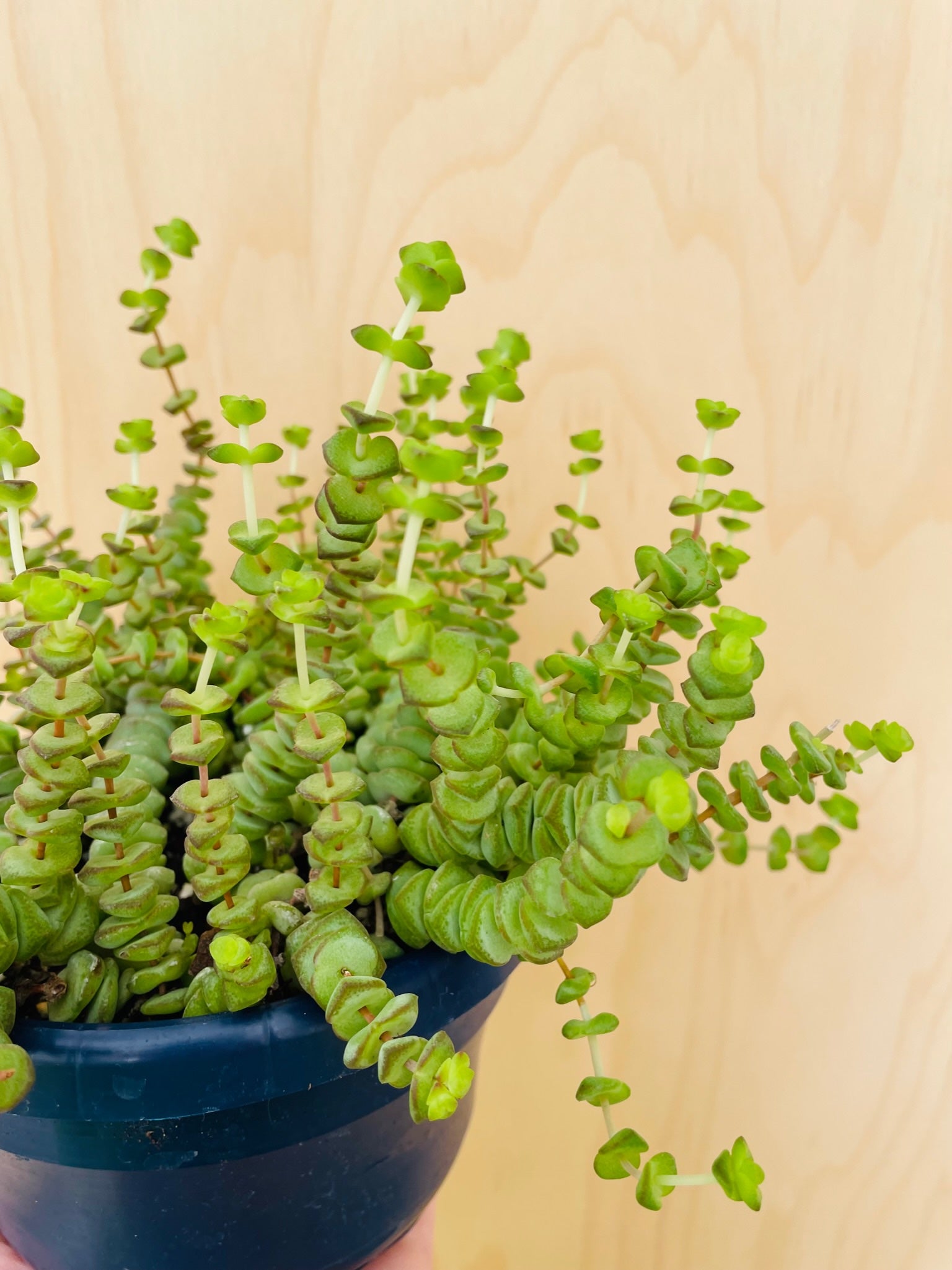 Crassula Marnieriana 'Hottentot'