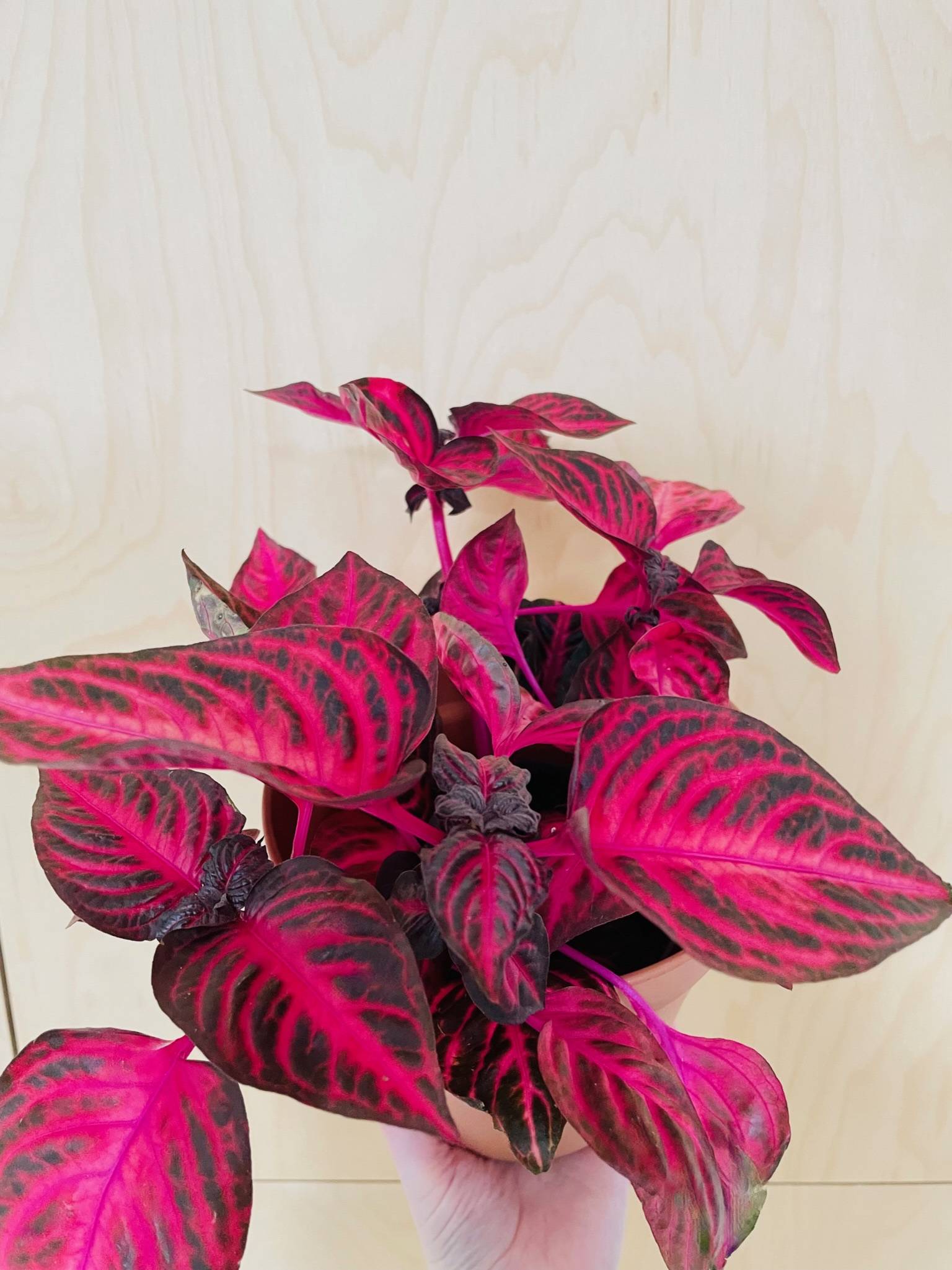 Iresine Herbstii (bloodleaf)