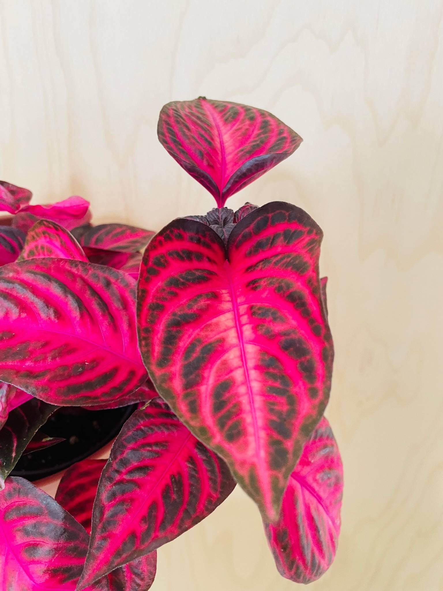 Iresine Herbstii (bloodleaf)