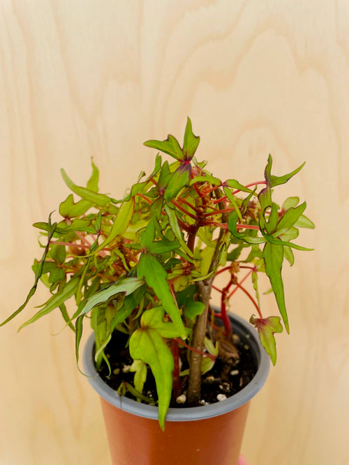 Begonia Tripartita (bonsai begonia)