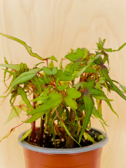 Begonia Tripartita (bonsai begonia)