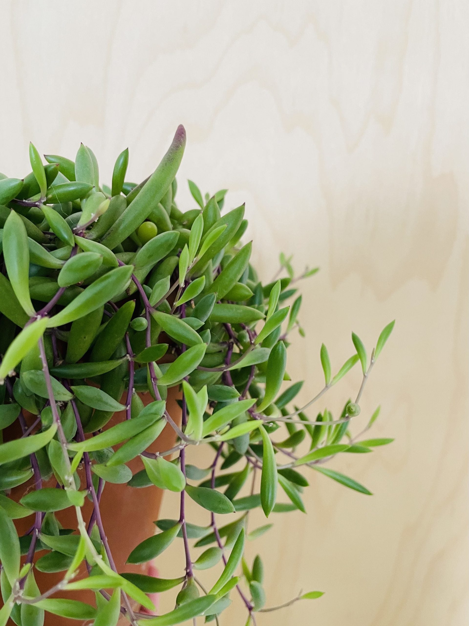 Senecio Herreianus Purple Flush