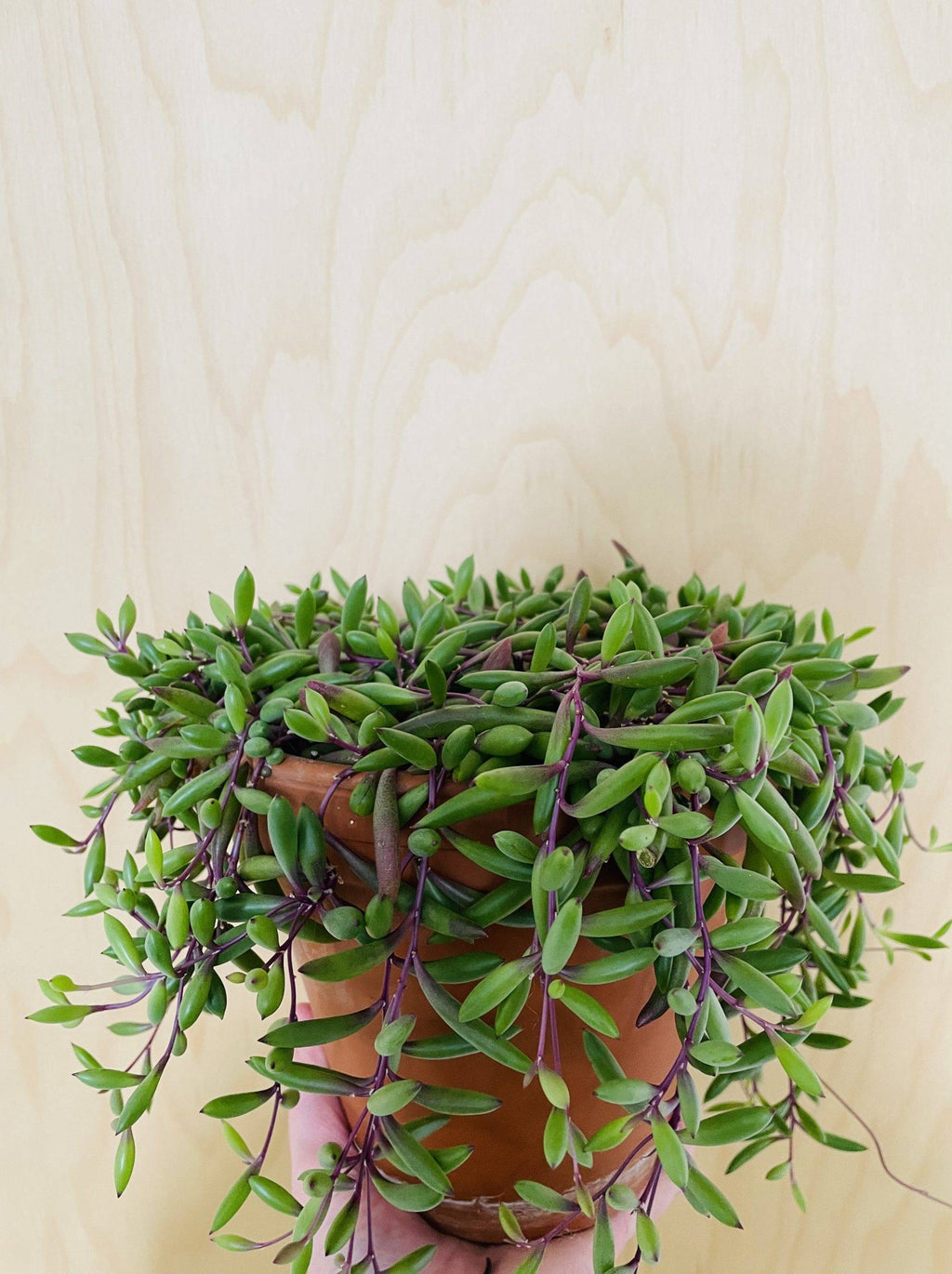 Senecio Herreianus Purple Flush