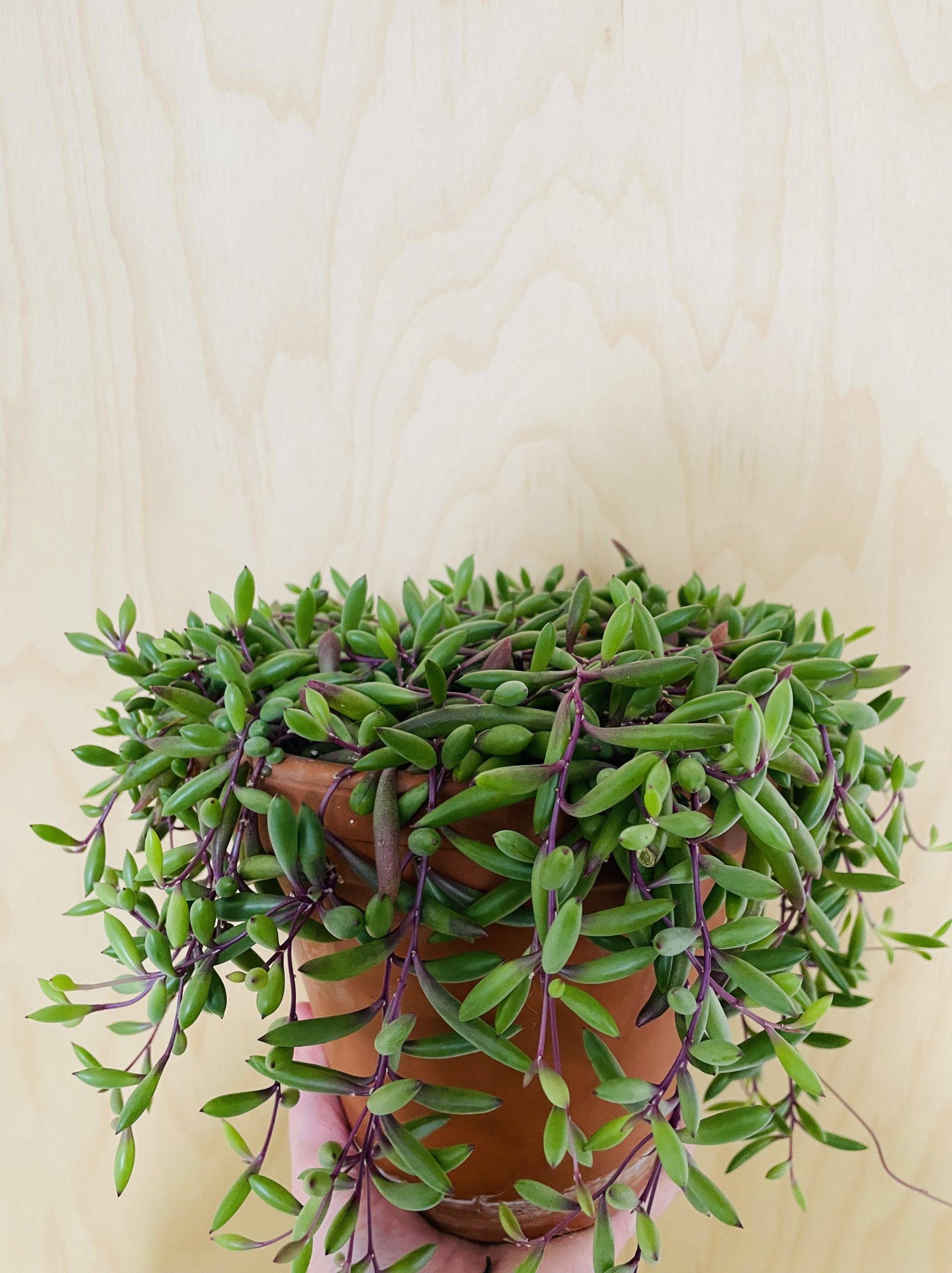 Senecio Herreianus Purple Flush