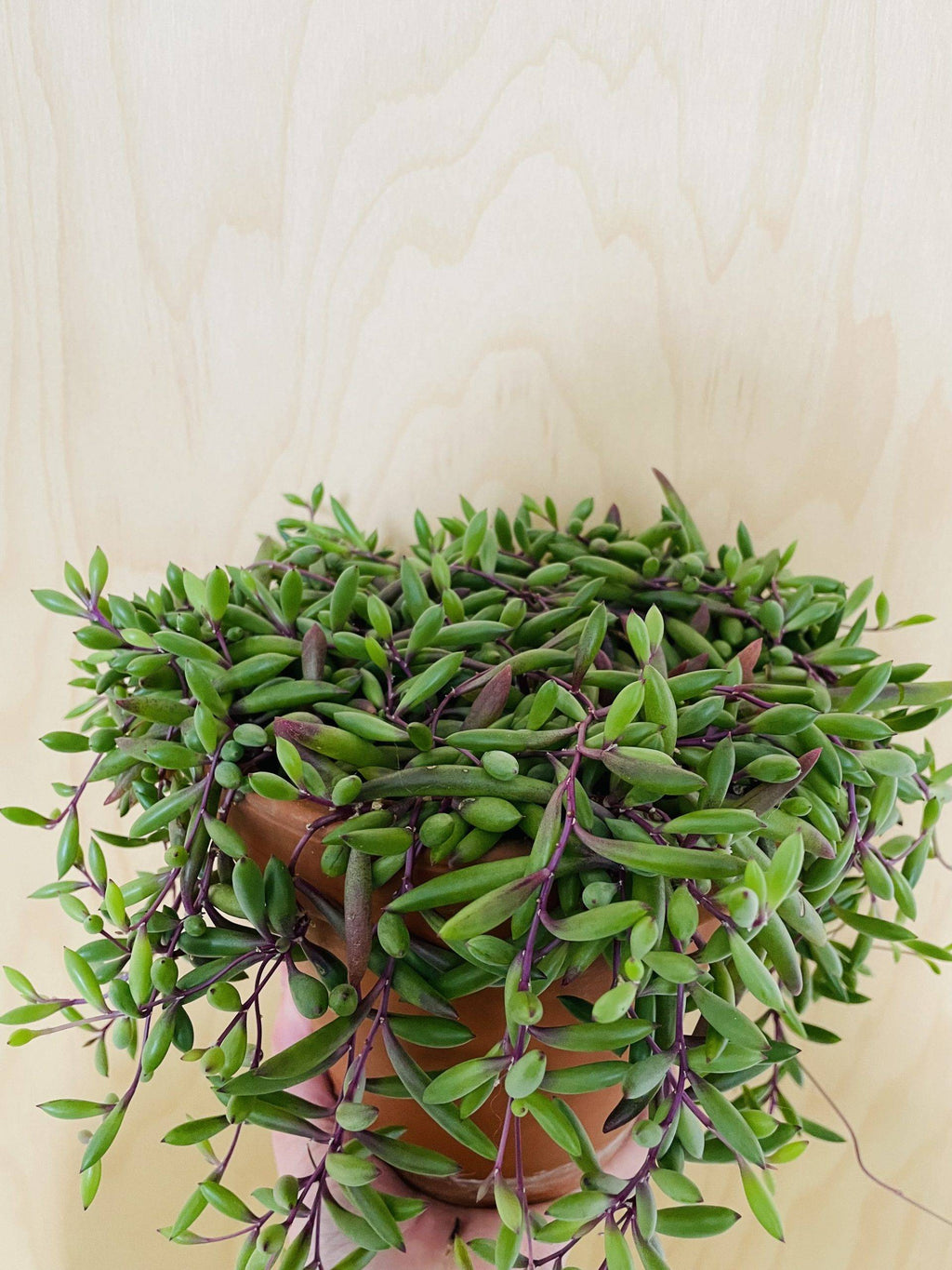 Senecio Herreianus Purple Flush