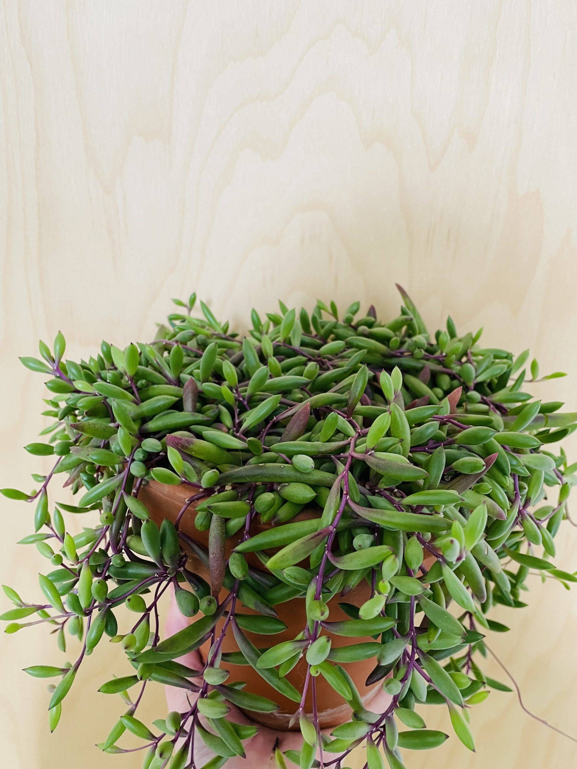 Senecio Herreianus Purple Flush