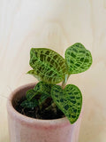 Macodes Petola (Jewel Orchid)