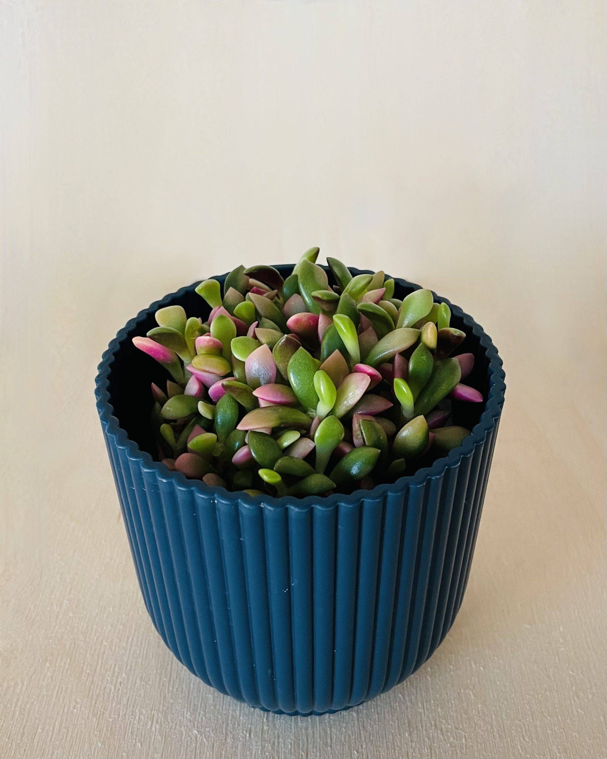 Anascampseros Rufescens Variegato