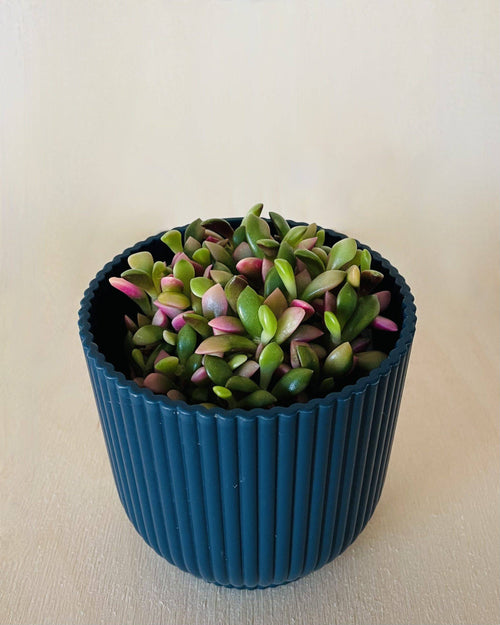 Anascampseros Rufescens Variegato