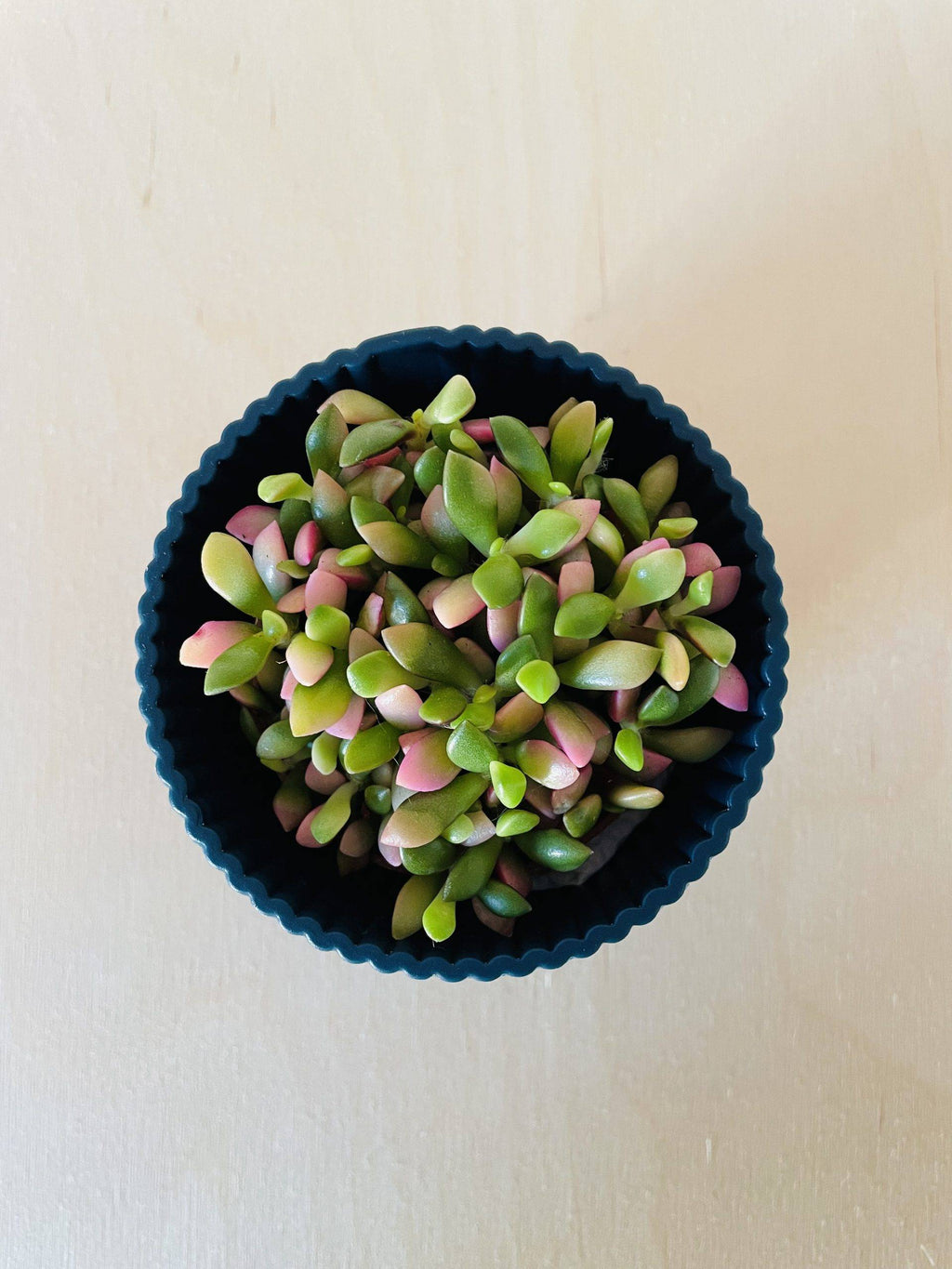 Anascampseros Rufescens Variegato