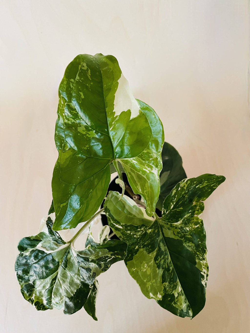 Syngonium Albo Variegata