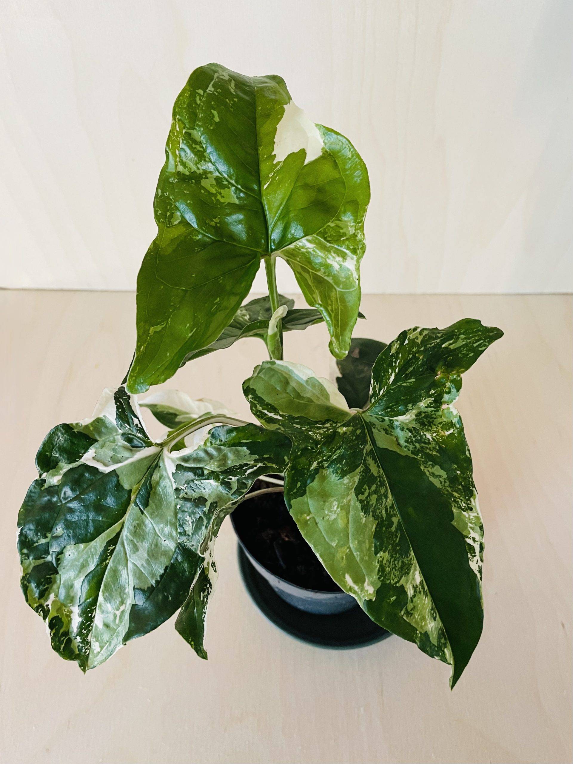 Syngonium Albo Variegata