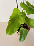 Philodendron Yellow Violin