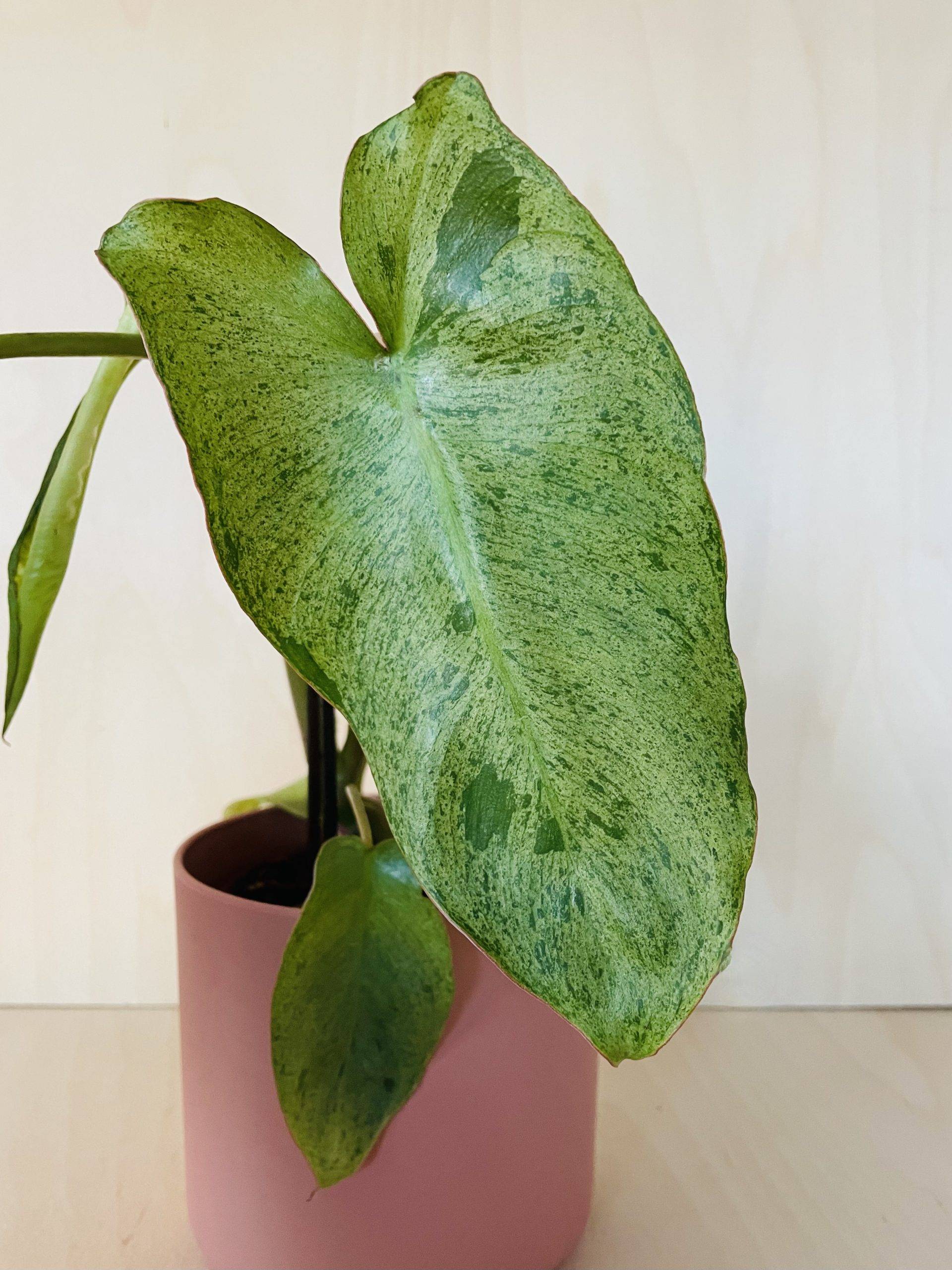 Philodendron Paraiso Verde