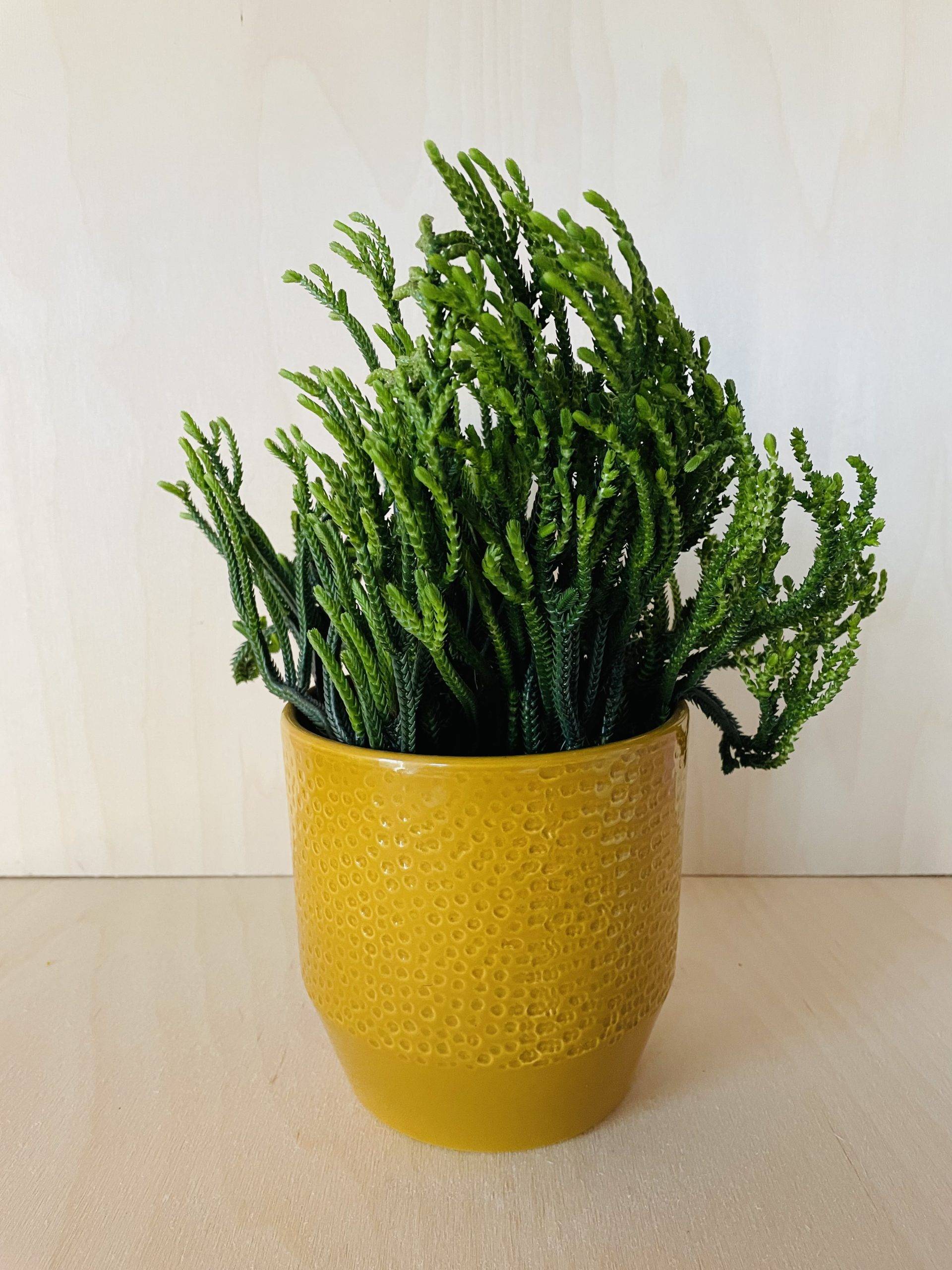 Crassula Harmony in Green