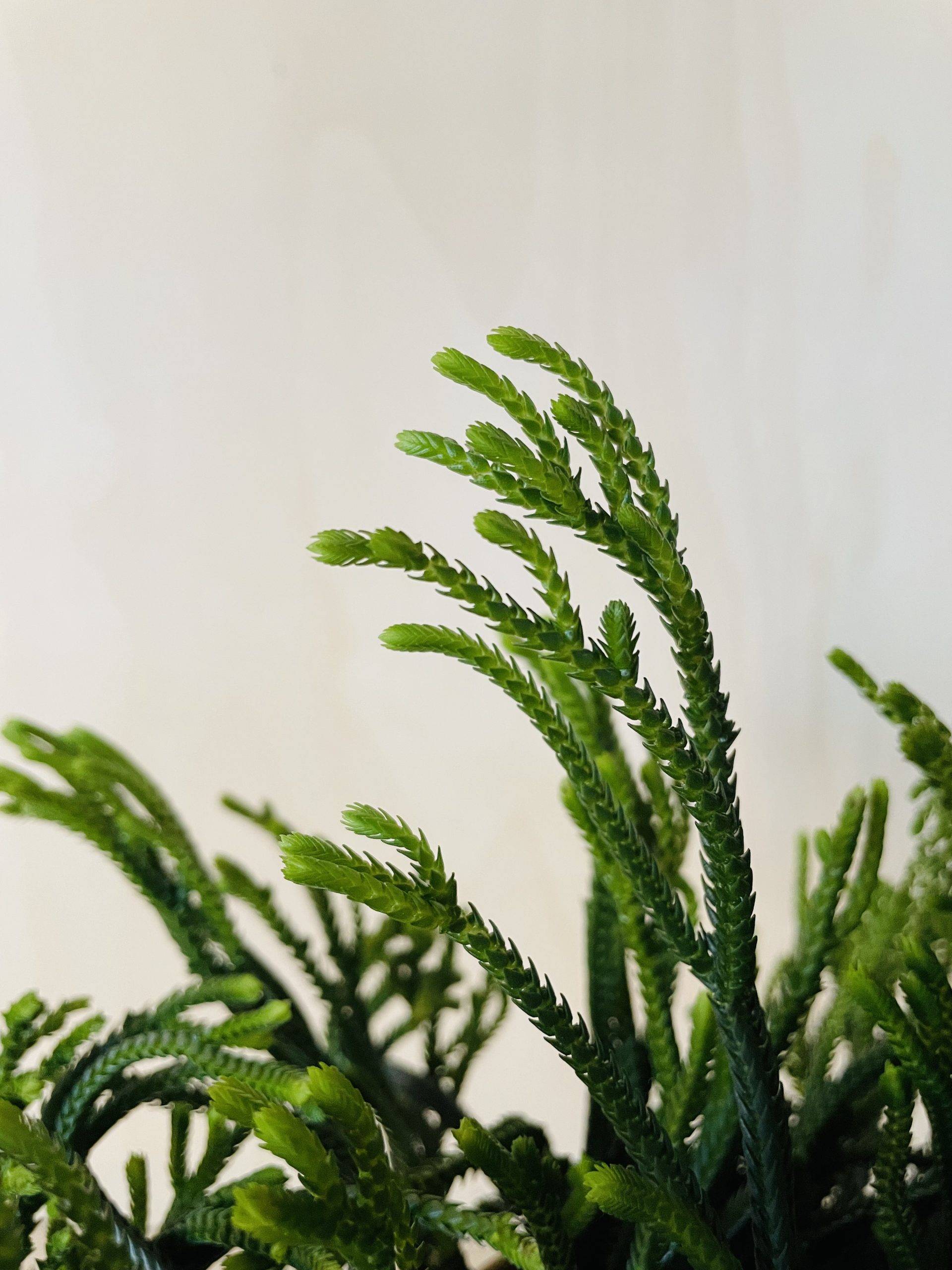 Crassula Harmony in Green