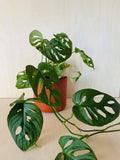 Monstera Adansonii 'Monkey Mask'