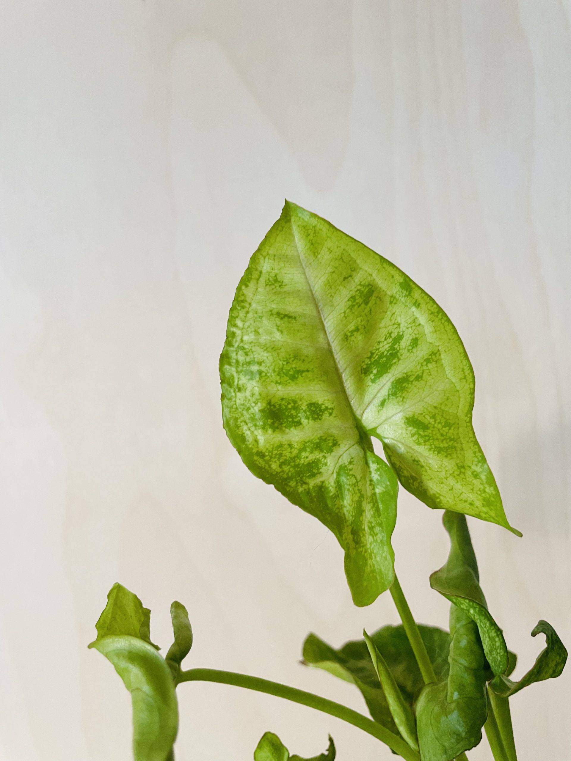 Syngonium Golden Allusion