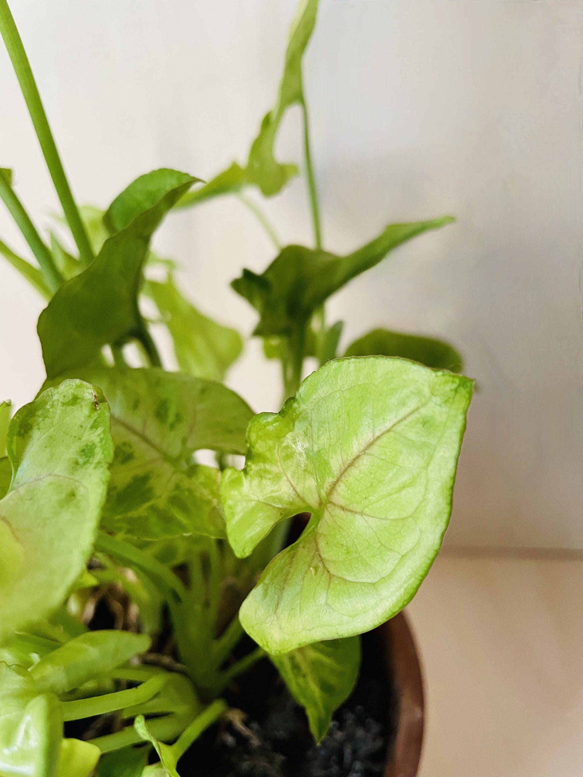 Syngonium Golden Allusion