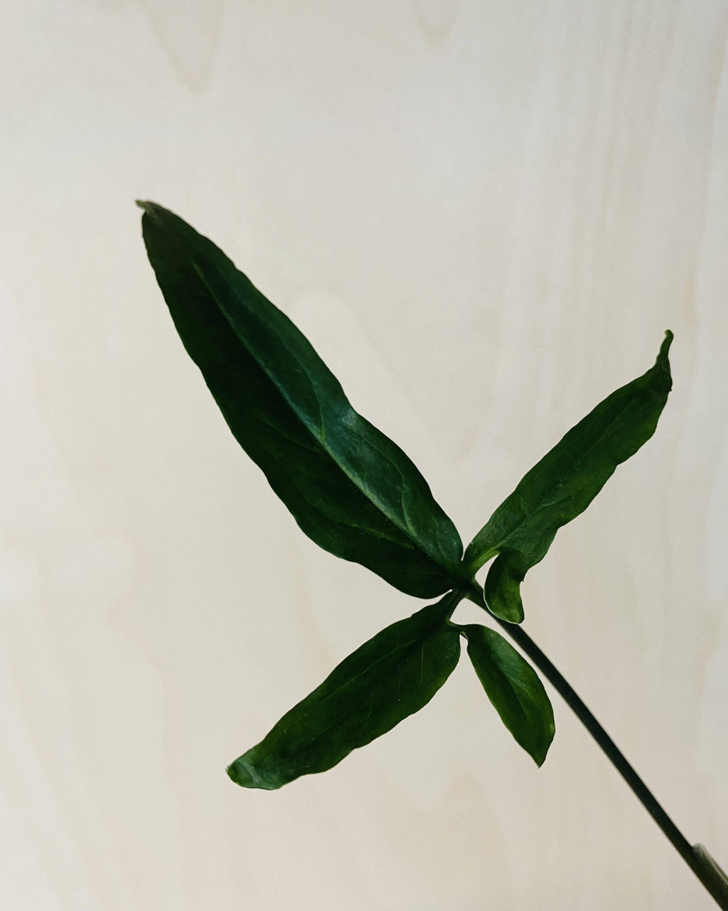 Syngonium Angustatum 'Arrowhead'