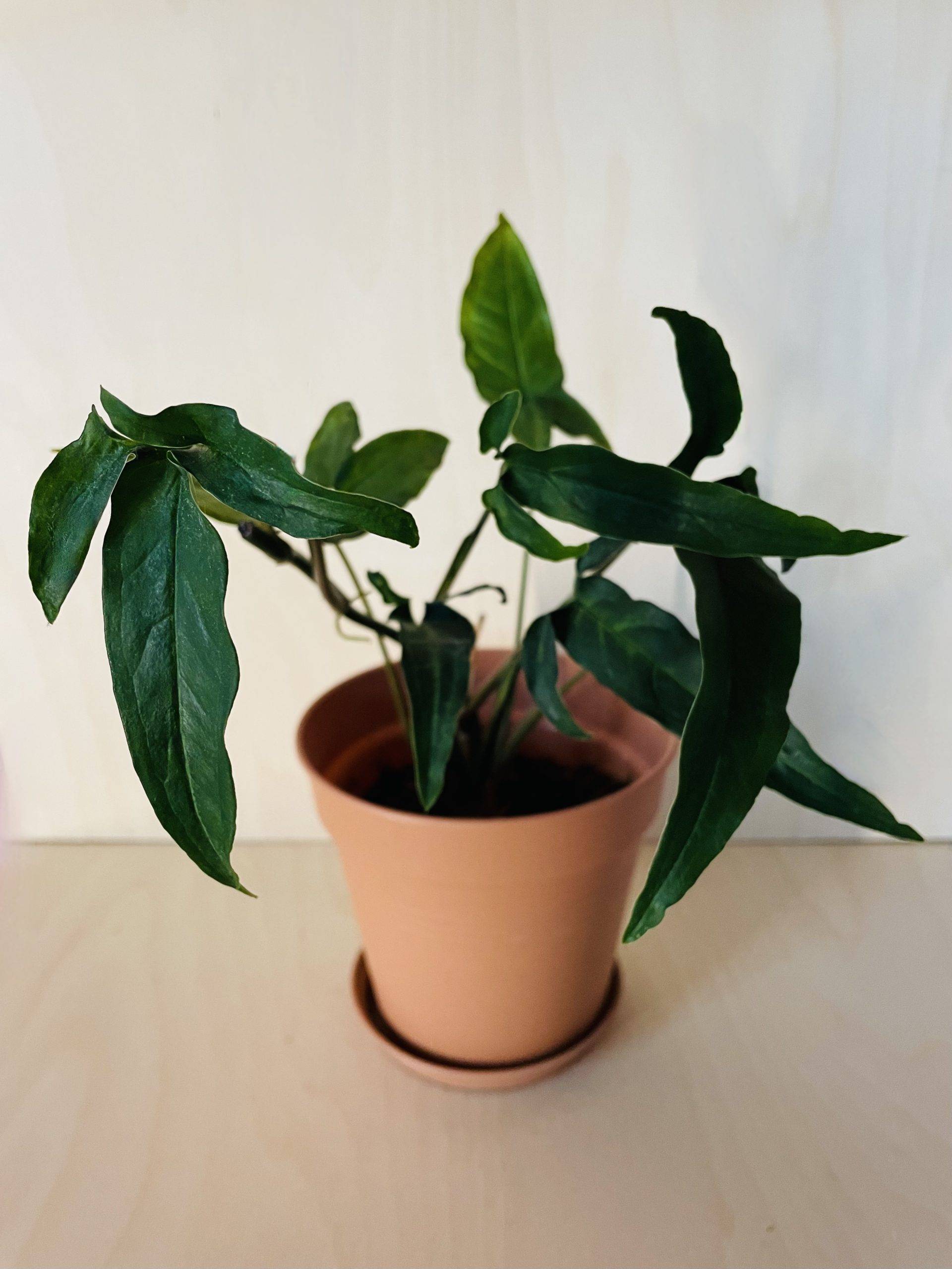 Syngonium Angustatum 'Arrowhead'