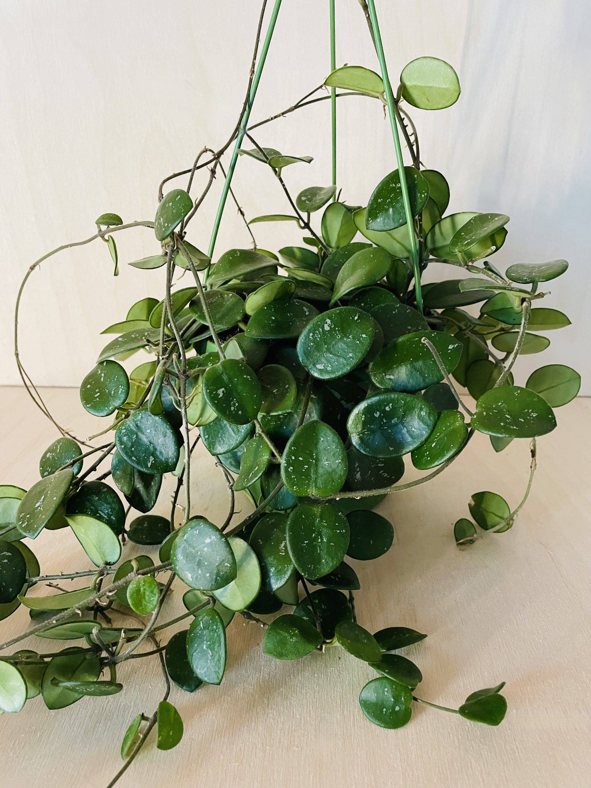 Hoya Mathilde (wasbloem)