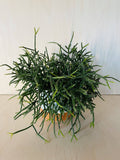 Rhipsalis Burchelli
