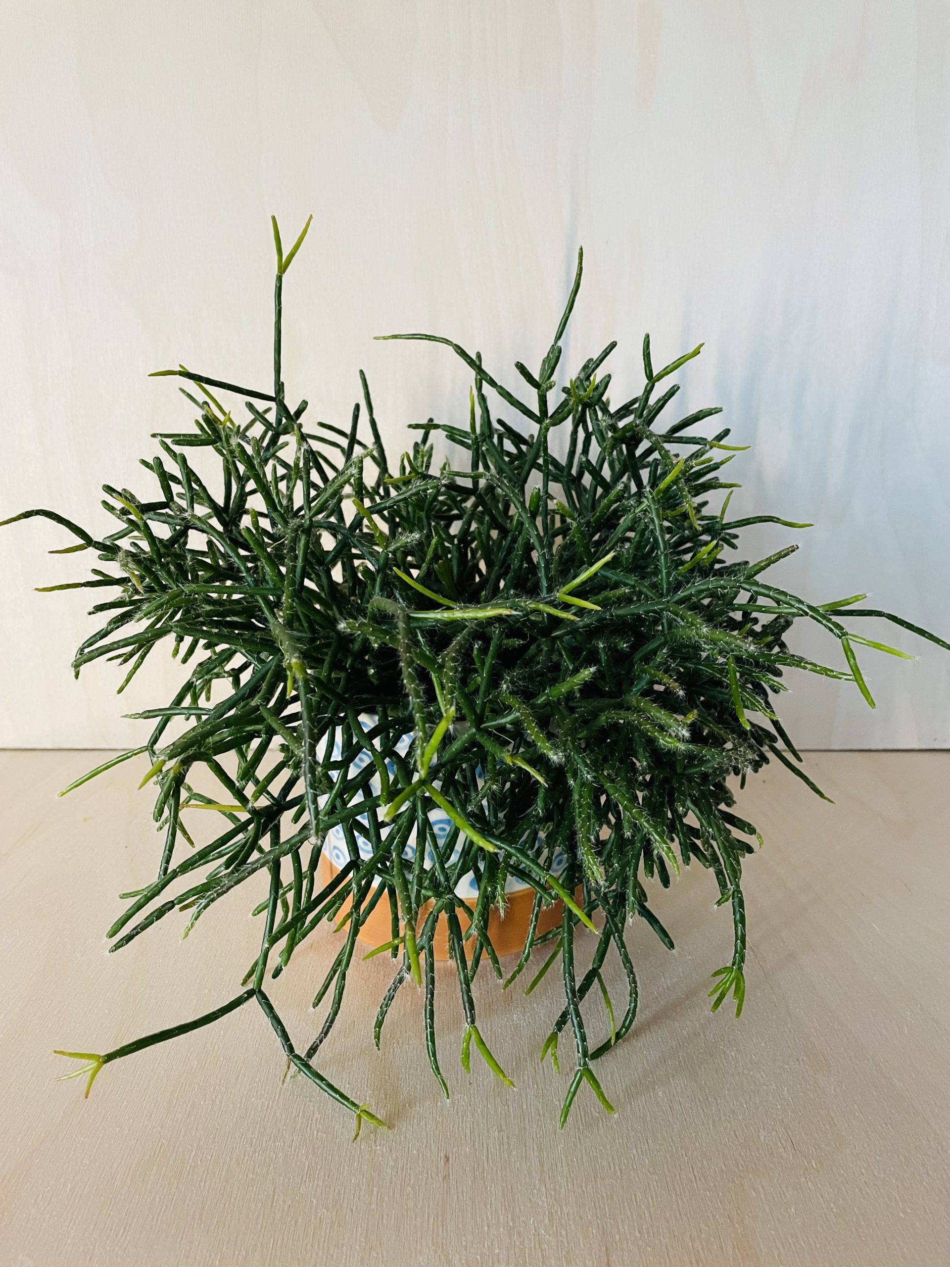 Rhipsalis Burchelli
