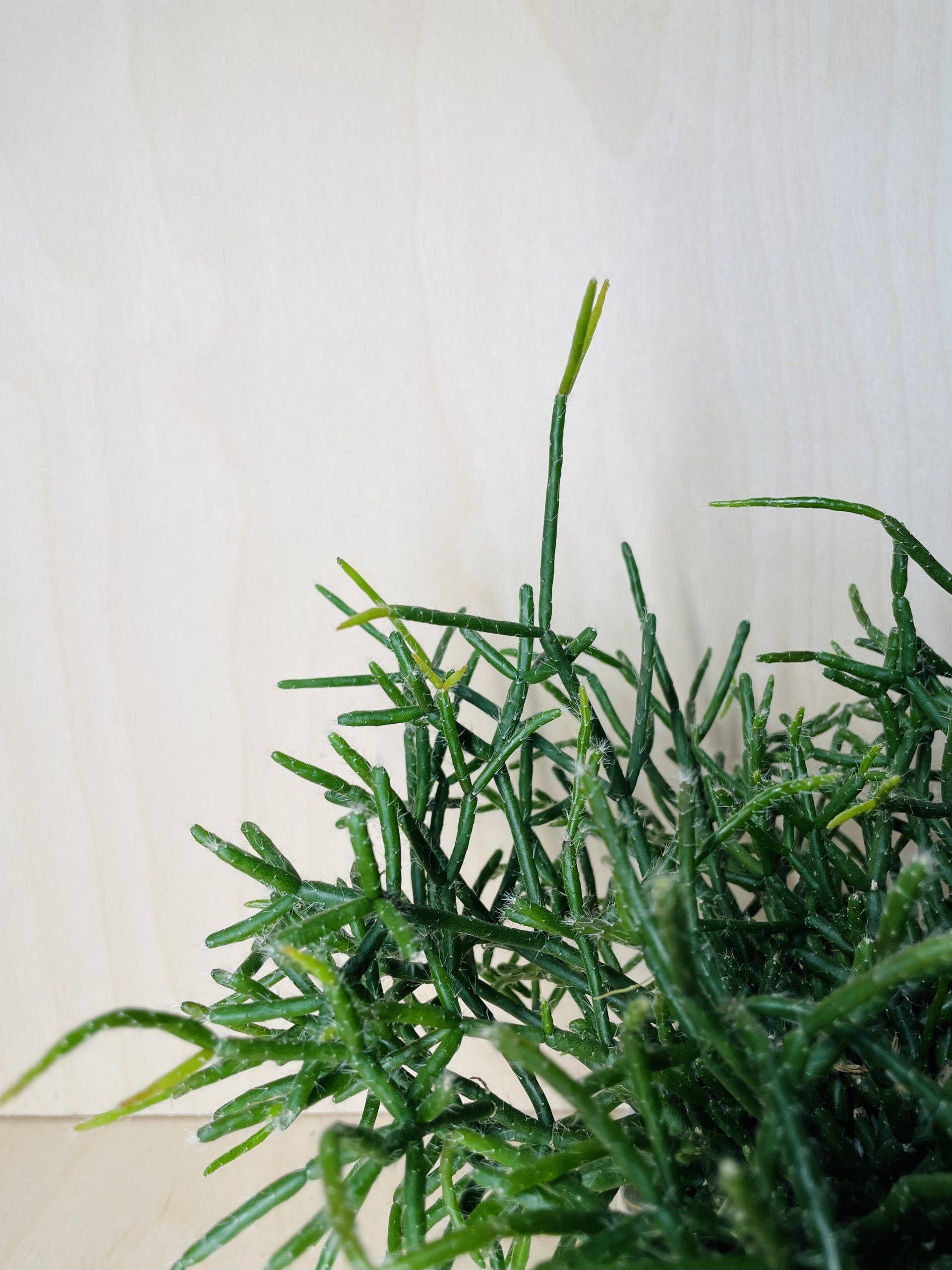 Rhipsalis Burchelli
