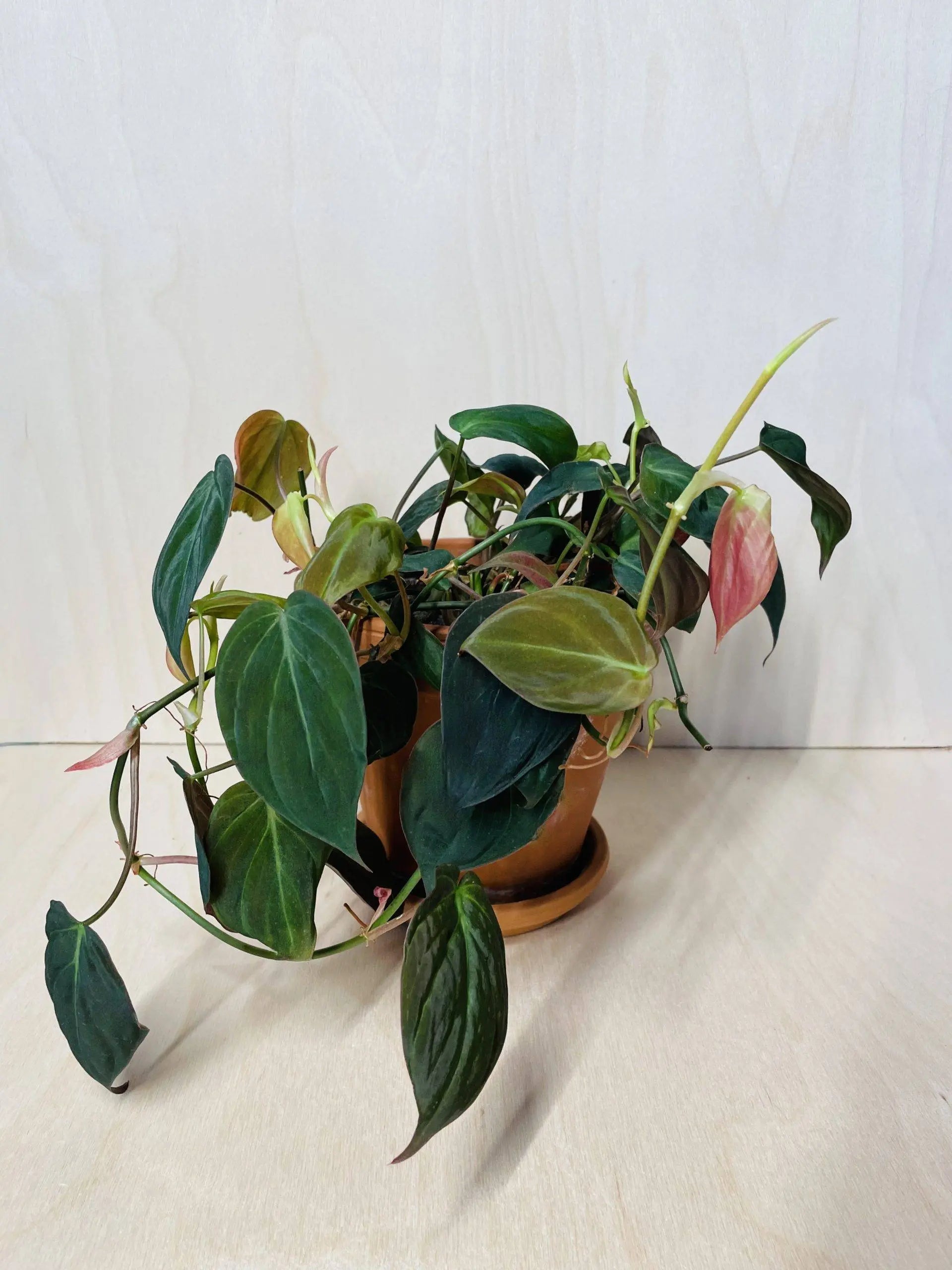 philodendron hangplant stekken Philodendron Scandens Micans