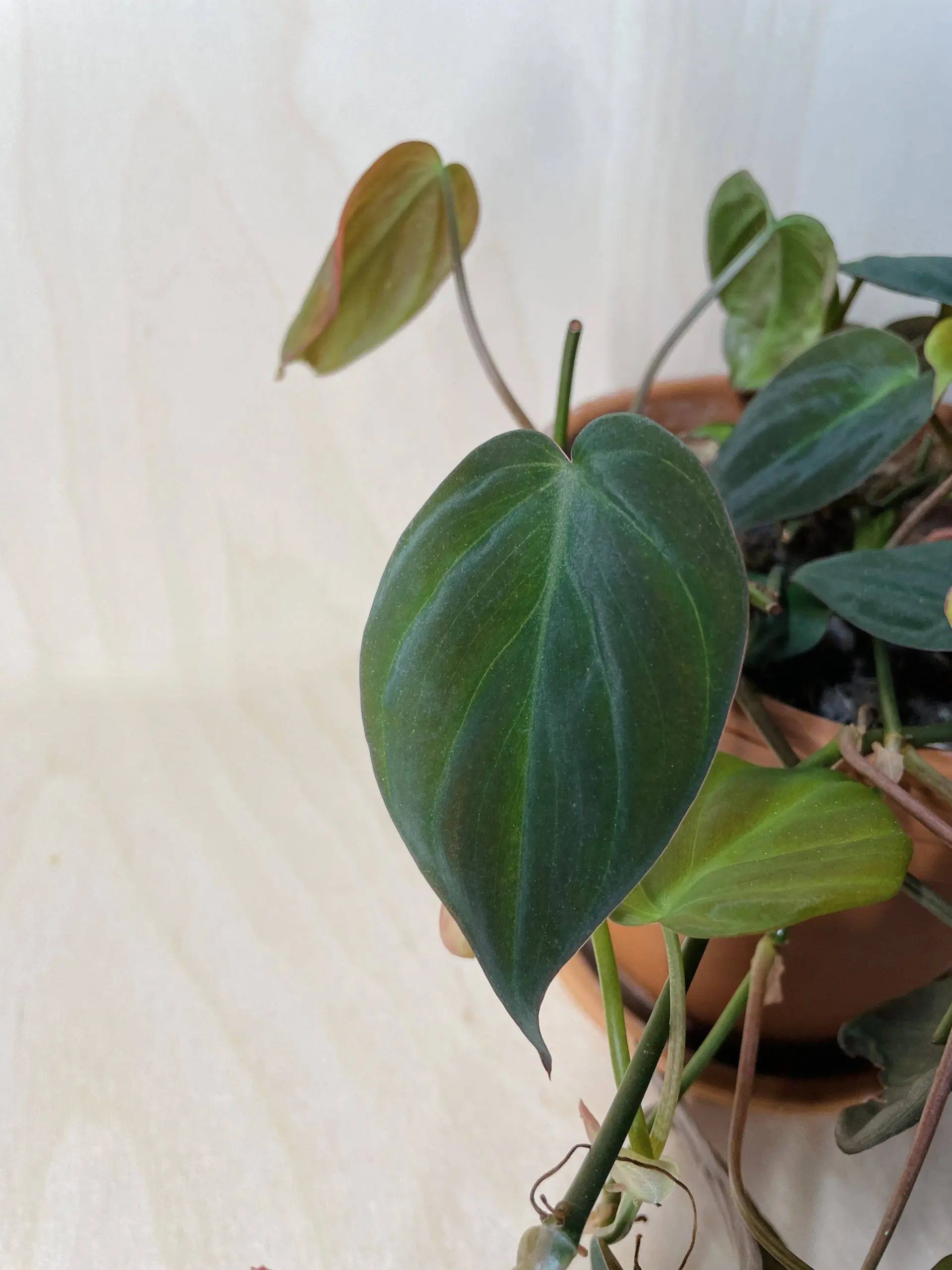 philodendron hangplant stekken Philodendron Scandens Micans