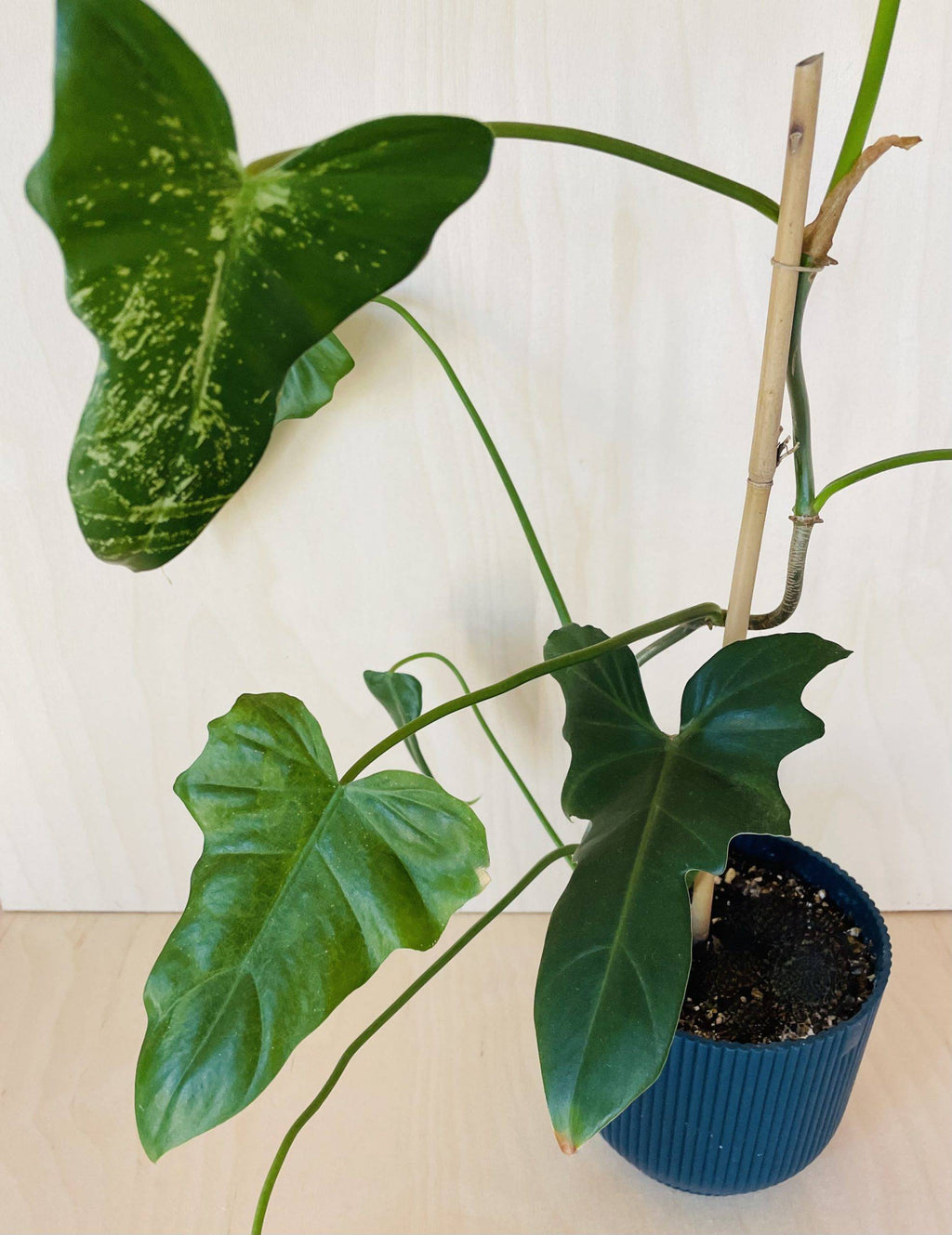 Philodendron Golden Dragon
