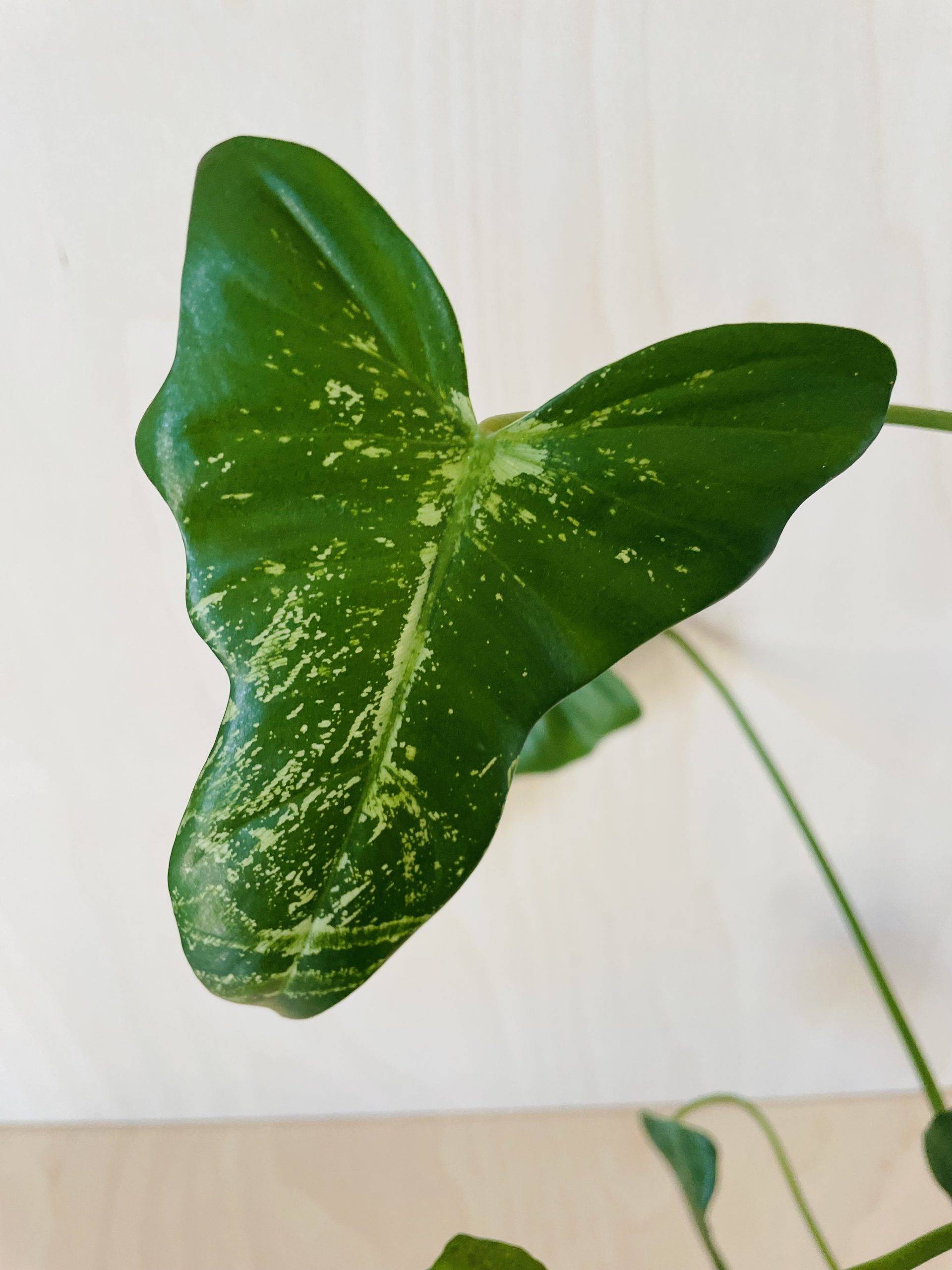 Philodendron Golden Dragon