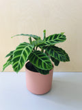 Calathea Zebrina