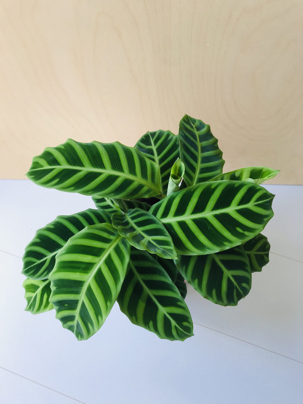 Calathea Zebrina