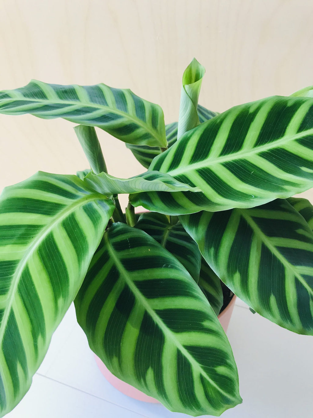 Calathea Zebrina