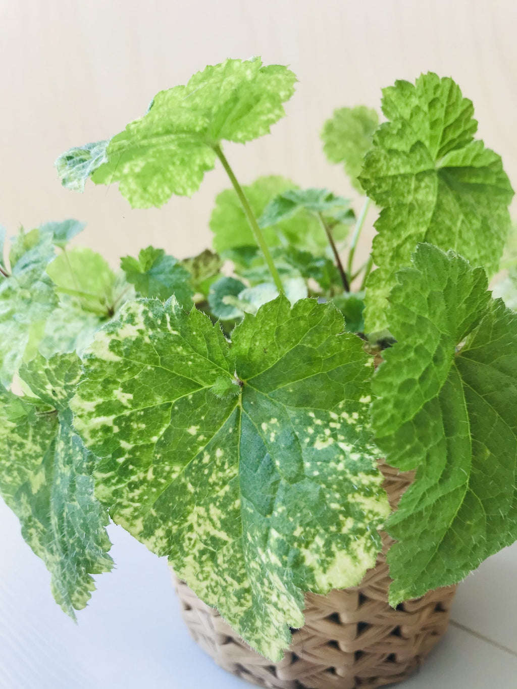 Tolmiea Menziesii (kindje op moeders schoot)