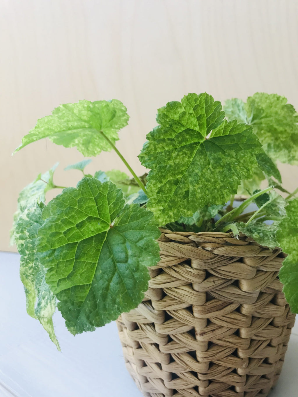 Tolmiea Menziesii (kindje op moeders schoot)