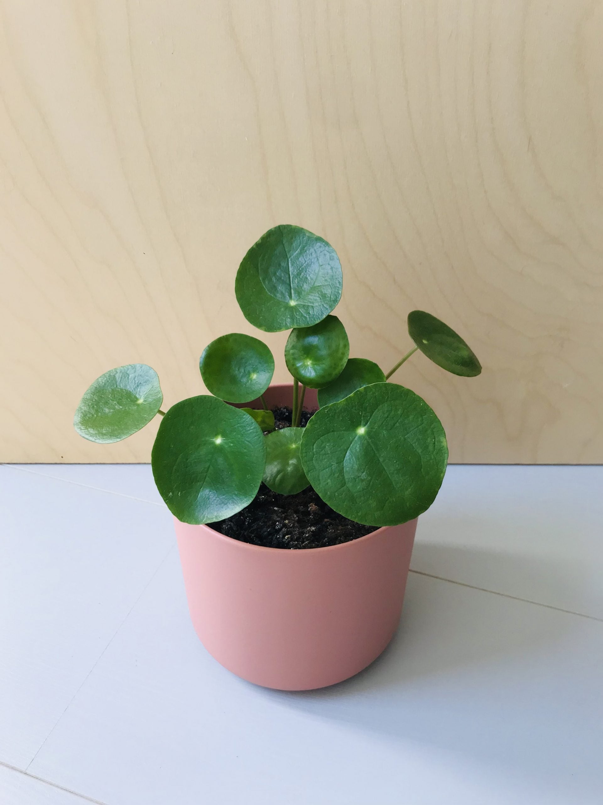 Pilea Peperomioides (pannenkoekplant)