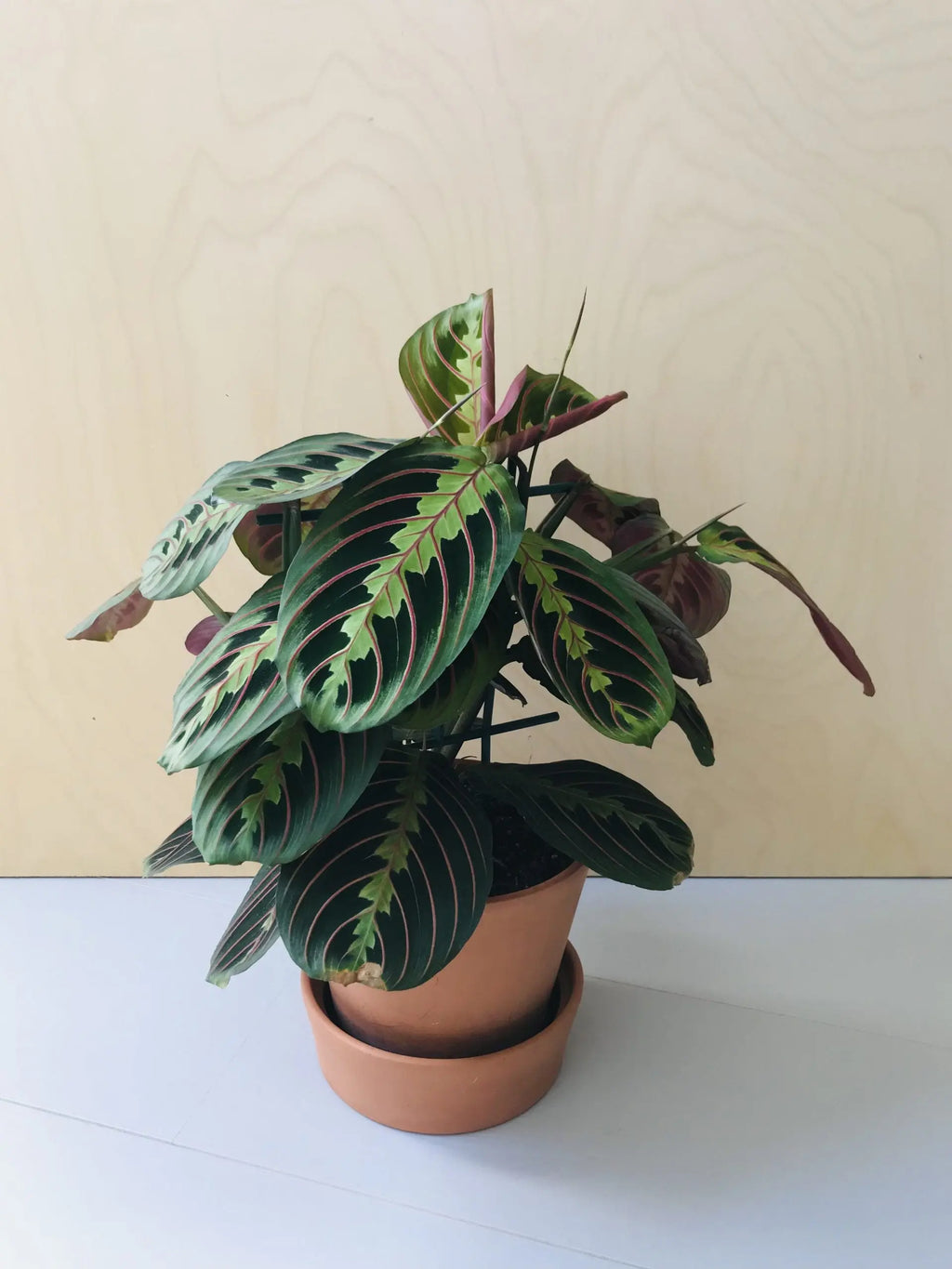 Maranta Leuconeura 'Fascinator Tricolor'