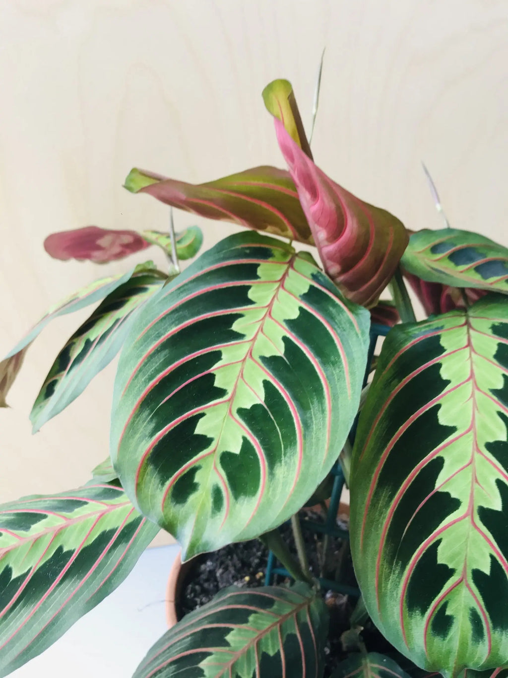 Maranta Leuconeura 'Fascinator Tricolor'