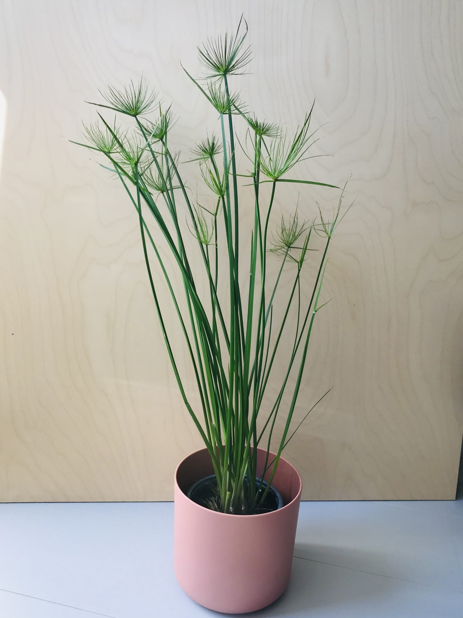 Cyperus Haspan (dwergpapyrus)